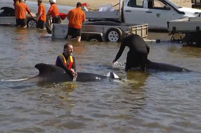 32 pilot whales have been rescued out of 230 stranded in Tasmania