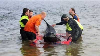 "Complete mystery": Experts baffled by back-to-back strandings killing hundreds of whales