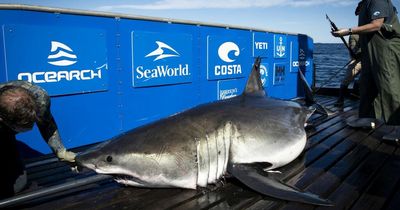 Enormous 13ft Great White Shark fitted with GPS had drawn 'self-portrait' in ocean