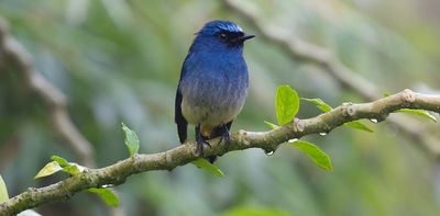 Songbirds with unique colours are more likely to be traded as pets – new research