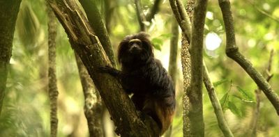 When monkeys use the forest as a pharmacy