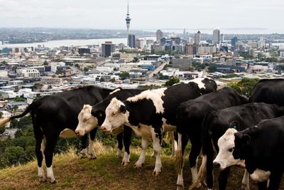 NZ distant from New York climate talks, isolated from the world