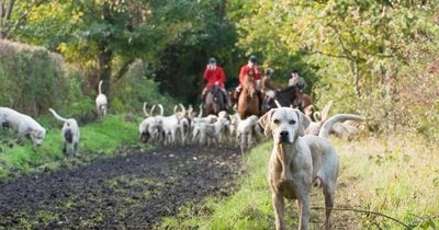 Trail hunting ban to remain on land owned by Natural Resources Wales