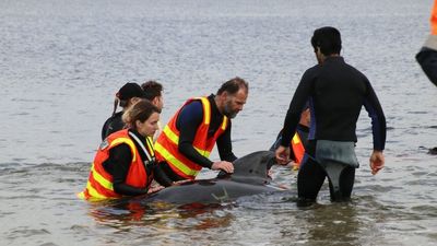 Saving whales beached near Strahan helping rescuers through an emotionally taxing effort