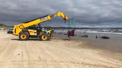 Tasmanian whale rescue turns to disposal operation as researchers hope for clues to stranding tragedy