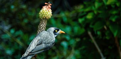 Want noisy miners to be less despotic? Think twice before filling your garden with nectar-rich flowers