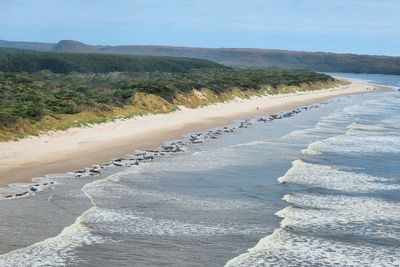 2 more whales die in Australia as stranding deaths reach 200