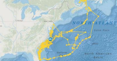 Jaws draws: Huge great white shark creates 'self portrait' with GPS tracker