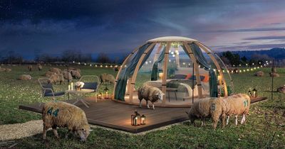 World's first real 'sheep counting' sleep experience to launch next year