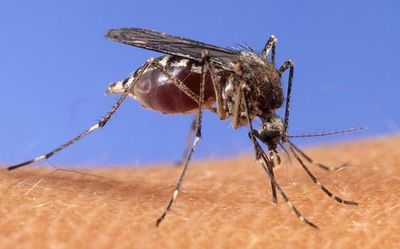 Scientists engineer mosquitoes that can't spread malaria