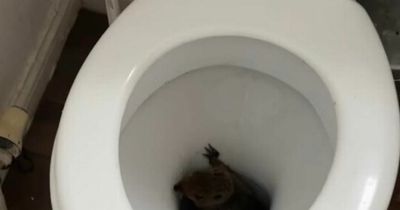 Scots man saves squirrel trapped down toilet in heroic rescue mission caught on camera