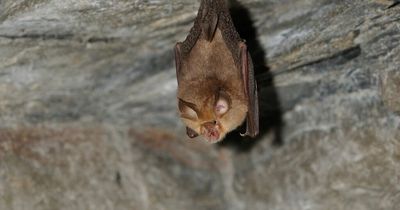 Warning over Russian 'bat virus' which could 'resist Covid vaccines and infect humans'