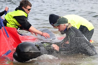 Rescuers race to refloat pilot whales from Tasmania stranding