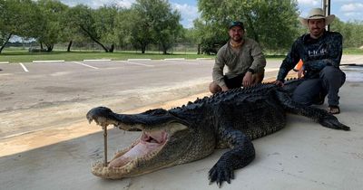 US hunters catch and shoot dead gigantic 14-foot 'once-in-a-lifetime' alligator