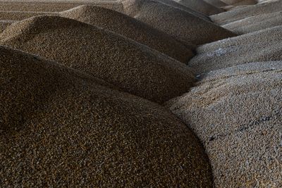 Ukraine starts 2022 corn harvest, ministry says