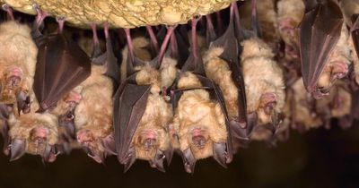 New Covid-like virus discovered in Russian bats is resistant to all known vaccines