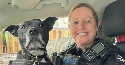 Pet Club: Britain’s first police Staffie sniffer dog retires after eight years service