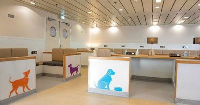 P&O Ferries planning to add dog-friendly lounge on Cairnryan-Larne route