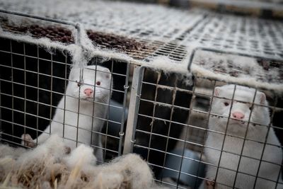 Denmark to allow 'significantly reduced' mink production