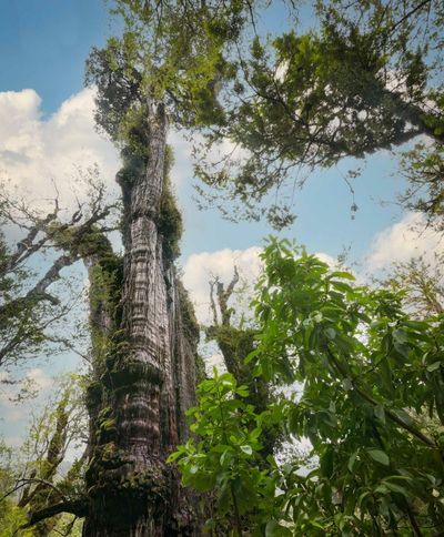 ‘It’s a miracle’: Gran Abuelo in Chile could be world’s oldest living tree