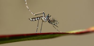 Dengue in France: tropical diseases in Europe may not be that rare for much longer