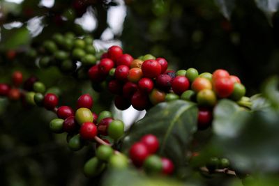 Exclusive-Brazil govt admits to problems with coffee crop views, plans revision