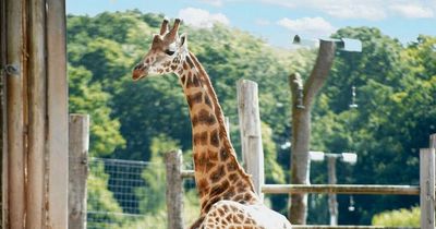 Zookeepers in love with new giraffe who wears heart on his cheek