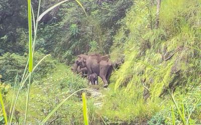 Tamil Nadu forest officials learn the ‘language of elephants’, thanks to calf rescue missions