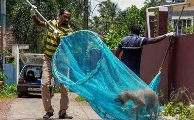 On the trail of rabies cases in Kerala