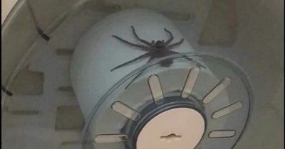 Toilet terror as man finds huge spider on toilet roll holder in public bathroom