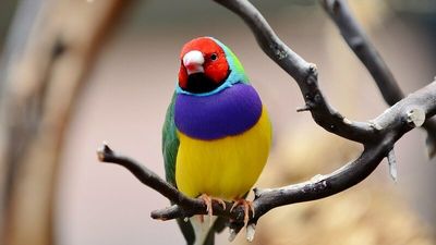 Endangered Gouldian finch returns to Lee Point, prompting campaign to stop Defence Housing Australia development