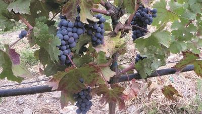 Red blotch virus detected for first time in Australia in wine grape collections