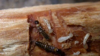 Termites are spreading as the climate warms and could increase carbon emissions, study finds