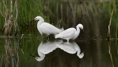 Restoring health of our forest preserves will benefit Cook County in essential ways