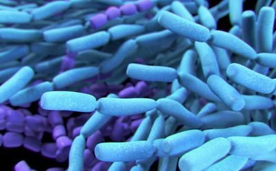 Scientists propose new DNA-based nomenclature system for single-celled organisms