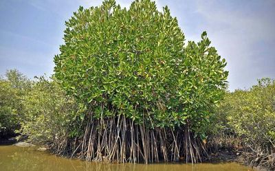 The strange effect of the Moon on mangrove forests