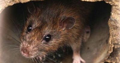 Toddler found in bed and covered in blood after RAT bit his face in horror attack