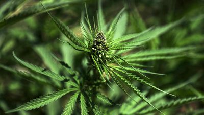 Spain probes cannabis 'Ponzi scheme' accused of scamming global investors
