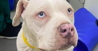 Pregnant dog just 'hours from death' found dumped on Pontypridd common