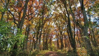 20 trails where Chicago-area hikers can enjoy nature, peace before winter sets in