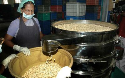 KSCDC to seek GI tag for Kerala cashew