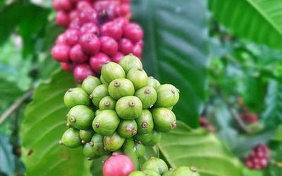 Price of Robusta coffee touches all-time high as Brazilian production declines