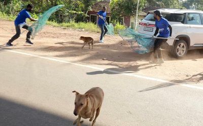 Over 8,000 dogs get Rabies vaccine shots in Alappuzha since drive began on Sept. 20