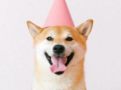 How Has The Rise And Fall Of Dogecoin, Shiba Inu Affected The Popularity of The Shiba Inu Breed