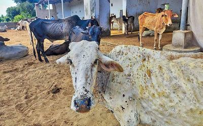 The evolution of lumpy skin disease virus