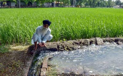 No viable options: farmers in Punjab forced to persist with paddy, go against the grain