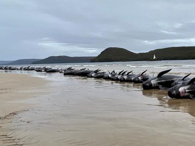 Most whales removed from Tasmanian beach