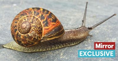 Rookie cop allowed to keep pet snail at police station to calm his nerves