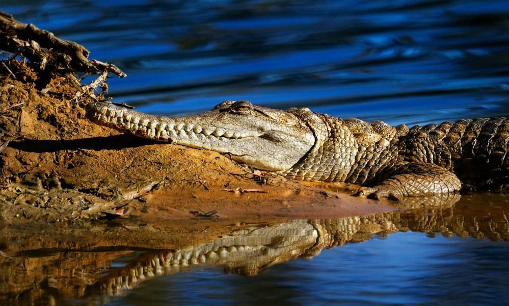 Crocs V Cane Toads Can Crocodiles In Western 0226