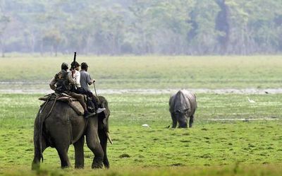 Kaziranga National Park in Assam reopens for tourists